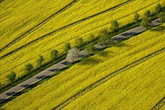 Blooming rapeseed fields avenue