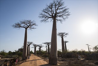 Avenue of the Baobabs or Baobab Alley