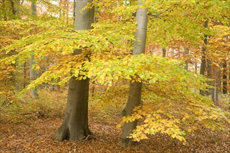 Beeches (Fagus sylvatica) in autumn colors
