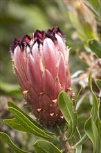 Flower of a Protea (Protea sp.)