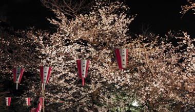 Paper lanterns hanging in blossoming cherry trees at night