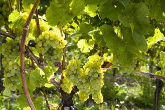Silvaner grapes growing in the vineyard