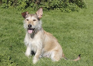 Podenco Terrier crossbreed sitting on grass