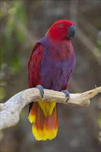 Female Eclectus Parrot (Eclectus roratus)