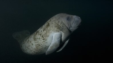 West Indian Manatee (Trichechus manatus) at night