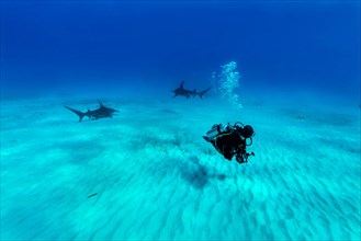 Hammerhead sharks (Sphyrna mokarran) with diver