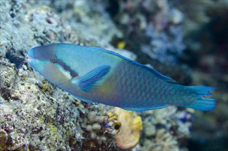 Yellowbarred Parrotfish (Scarus dimidiatus)