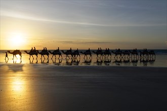 Camels being ridden by tourists on Cable Beach