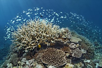 Coral reef with various Acropora Corals (Acropora sp.) and a school of Green Chromis or Blue-green Chromis (Chromis viridis)