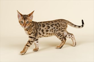 Bengal Kitten