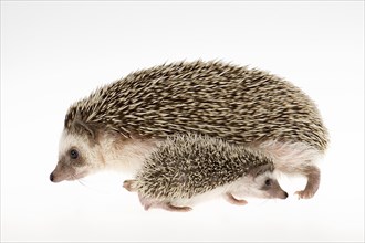 Four-toed Hedgehog or African Pygmy Hedgehog (Atelerix albiventris)