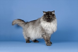 Purebred Cat Norwegian Forest Cat