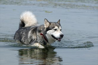 Alaskan Malamute (Canis lupus familiaris) in the water