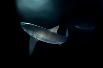 Silky Shark (Carcharhinus falciformis)