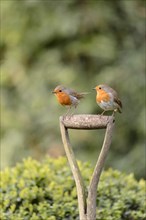 European Robin (Erithacus rubecula) two adults