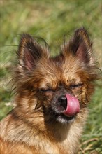 Chihuahua-Pomeranian mixed breed