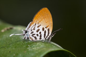 Common Posy (Drupadia ravindra moorei) resting on leaf