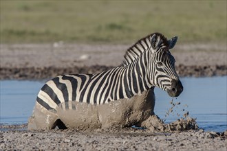 Burchell's Zebra (Equus quagga burchelli) crossing a water hole