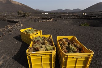 Typical vineyards in dry cultivation in volcanic ash