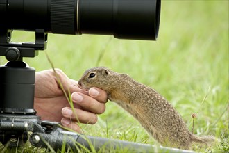 European Ground Squirrel or European Souslik (Spermophilus citellus) at the hand of a photographer