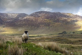Sheep in Irish landscape