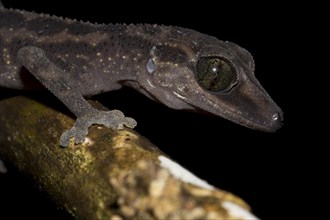 Gecko (Paroedura gracilis) in the rainforest of Marojejy