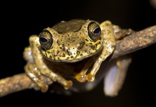 Ida's Bright-eyed Frog (Boophis idae) in the rainforest of Andasibe
