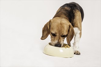Beagle feeding on raw meat and vegetables