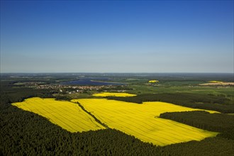 Blooming rapeseed fields in Wesenberg