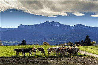 Cows in pasture in front of the Kampenwand Mountain