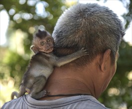 Young Northern pig-tailed macaque (Macaca leonina) clinging to a man's neck