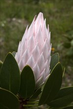 Bud of the King Protea (Protea cynaroides)