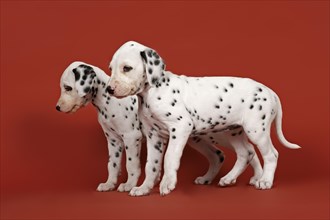 Two Dalmatian puppies
