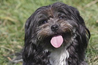 Bolognese Color mixed-breed