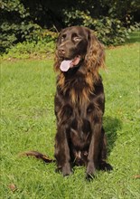 German Longhaired Pointer