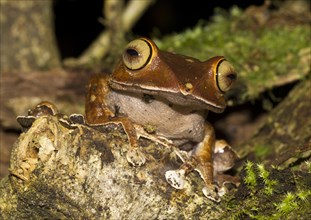 Madagascar Bright-eyed Frog (Boophis madagascariensis) in the rainforest of Andasibe