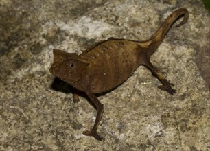 Brown Leaf Chameleon (Brookesia superciliaris) in the rainforest of Marojejy