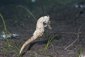 Spotted Seahorse (Hippocampus kuda)