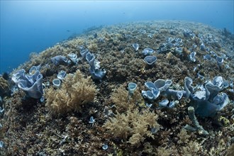 Tropical coral reef with blue sponges (Callyspongia) (Porifera)