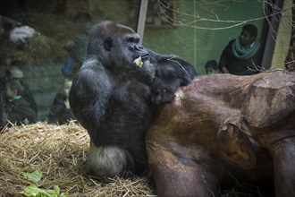 Gorilla (Gorilla)