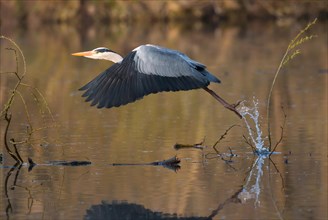 Grey Heron (Ardea cinerea) taking off from the water