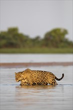 Jaguar (Panthera onca palustris) adult