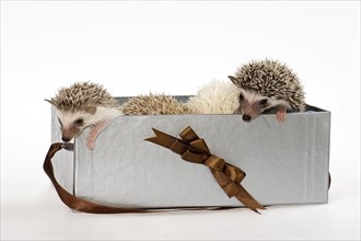 African white-bellied hedgehog in a box