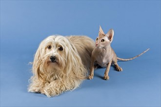 Havanese dog and Peterbald cat