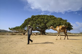 Camel leader and camel walking in front of a Giant Sycamore tree