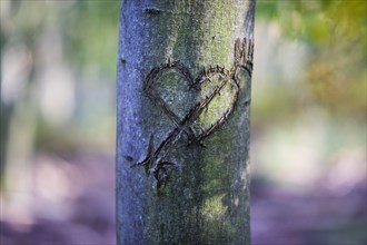 Heart carved into a tree