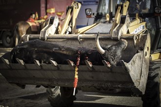 Dead bull on a tractor's shovel