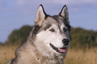 Siberian Husky