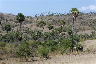 Landscape with Palmyra Palms (Borassus flabellifer) and shrubbery