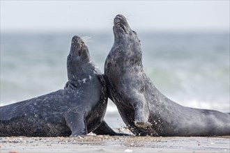Gray seals (Halichoerus grypus)